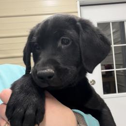 Labrador Retriever Puppies from Brush Creek Retrievers