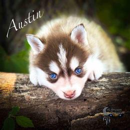 Dinkie - Red and white male Pomsky puppy in Perkins, Oklahoma from A-Dream Pomsky Kennel