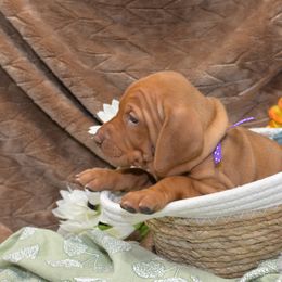Miss Purple - Golden rust female Vizsla puppy in Lexington, Kentucky from Summit Vizsla (we can deliver to you)