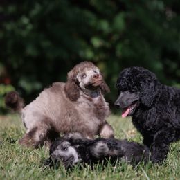 Poodle Puppies from Mystic Moon Poodles