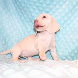 Minnie 3000 - Cream female Dachshund puppy in Coldwater, Mississippi from Mississippi Shorties Miniature Dachshunds