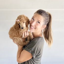 Bernedoodle, Goldendoodle, and Poodle Puppies from Central Valley Canine Companions