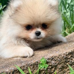 Bandit - Red sable male Pomeranian puppy in Millstone Township, New Jersey from Couture_frenchies_and_pomeranian