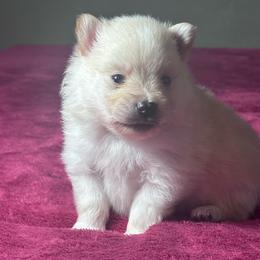 Taylor - Cream male Pomeranian puppy in Kansas City, Missouri from S&K Pomeranians