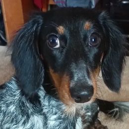 Dachshunds from Lickin'bach Miniature Dachshunds