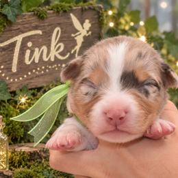Tink - Red merle female Australian Shepherd puppy in Placerville, California from BFF Aussies