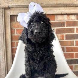 Vixen - Black female Goldendoodle puppy in Pulaski, Tennessee from Doodle My Heart