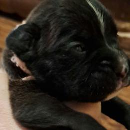Orange boy - Brindle male Boxer puppy in Franklin, Georgia from Lakeside Kennels of Franklin