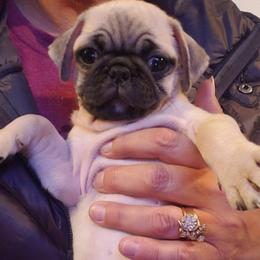 BOY 3  PRANCER - Fawn male Pug puppy in Gadsden, Alabama from Carla's Pugs
