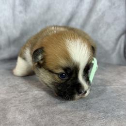 Mint Collar Female - Red female Pembroke Welsh Corgi puppy in Victoria, Texas from Clear Creek Corgis
