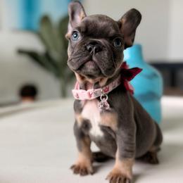 Elsa - Tricolors female French Bulldog puppy in Port St Lucie, Florida from Infinity French Bulldogs