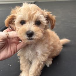 Girl 1 - Apricot female Maltipoo puppy in Berea, Kentucky from Blair’s Furry Friends