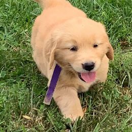 Golden Retrievers from Red Barn Golden’s