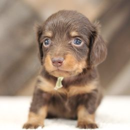 Zoe - Chocolate and tan female Dachshund puppy in Alto, Texas from Prima Dachshunds