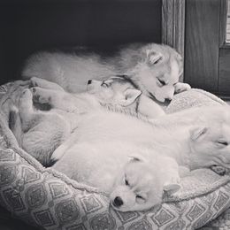 Siberian Husky Puppies from TreeLine Siberians