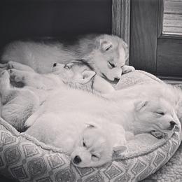 Siberian Husky Puppies from TreeLine Siberians