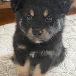 Amanda - Black tri-color female Australian Shepherd puppy in Flemington, New Jersey from Aislin Fields