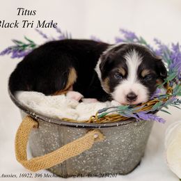 TITIUS - Black tri-color male Australian Shepherd puppy in Mechanicsburg, Pennsylvania from TJ's Aussies