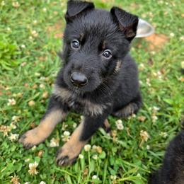 Grumpy - Bi-color male German Shepherd puppy in Winston Salem, North Carolina from Samtastic Shepherds