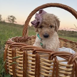 Violet - Cream female Labradoodle puppy in Watertown, Tennessee from PawfectBud