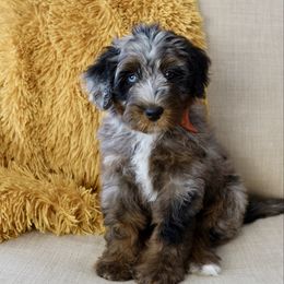 Pumpkin - Merle female Bernedoodle puppy in Murray, Utah from Sun Valley Doodles