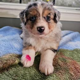 River - Blue merle female Miniature Australian Shepherd puppy in Dunnellon, Florida from Ever After Mini Aussies