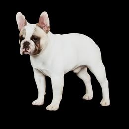 Bichon Frises and French Bulldogs from Sears Kennels
