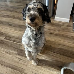 Shyla - Aussiedoodle