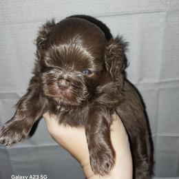 Quint - Chocolate male Shih Tzu puppy in Arcadia, Florida from Kitsune Cuddles and kisses