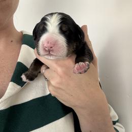 Red - Black rust and white female Bernese Mountain Dog puppy in Saratoga Springs, Utah from Berner Acre Woods