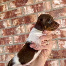 Billy the Kid - Piebald male Dachshund puppy in Deming, New Mexico from FoxieDoxies of New Mexico