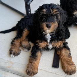 Rocky - Tri-color male Bernedoodle puppy in Statesville, North Carolina from Loves legacy Doodles