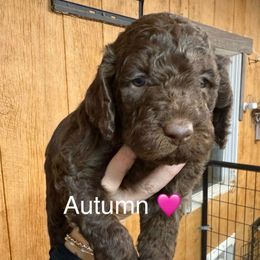 Autumn - Brown and white female Aussiedoodle puppy in Greensburg, Kentucky from Doodle Me Crazy