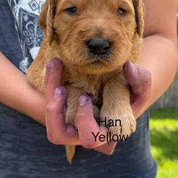 Han Solo - Apricot male Goldendoodle puppy in Golden, Colorado from Golden Mesa Doodles