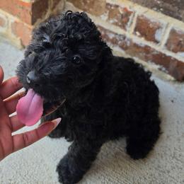 Dolly - Black female Goldendoodle puppy in Forney, Texas from Cityline Goldendoodles