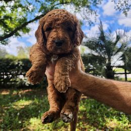 Goldendoodle Puppies from Evergrace Farm Doodles