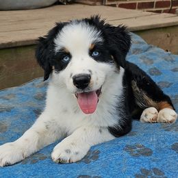 Australian Shepherds from Carper Farm Aussies