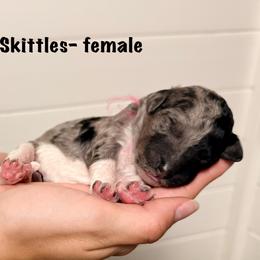 Skittles - Merle female Goldendoodle puppy in Milford, Pennsylvania from Doodles Are Golden