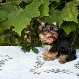 Yorkshire Terrier Puppies from Lightsome Yorkies