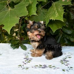 Yorkshire Terrier Puppies from Lightsome Yorkies