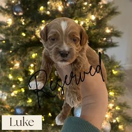 Luke - Red  male Goldendoodle puppy in Aubrey, Texas from The Parrish Doods