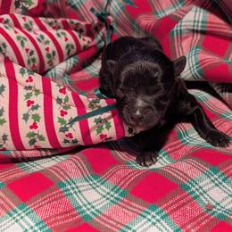 Belle - Black female Pomeranian puppy in Comer, Georgia from HillTop Pomeranians ✨