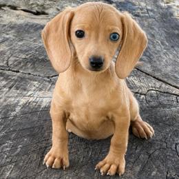 Skye - Dapple female Dachshund puppy in Industry, Illinois from KDKs Kennels