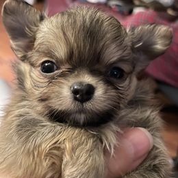 Chihuahuas from Wildheart