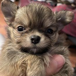 Chihuahuas from Wildheart
