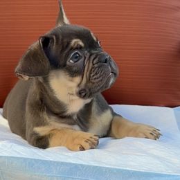Toby - French Bulldog puppy in San Francisco, California from Bossalini French Bulldogs