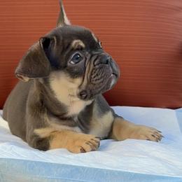 Toby - French Bulldog puppy in San Francisco, California from Bossalini French Bulldogs