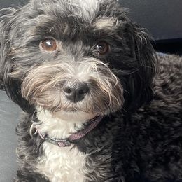 Havanese from River’s Edge Havanese