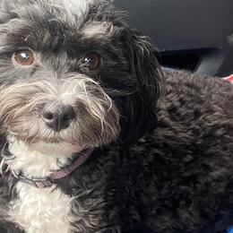 Havanese from River’s Edge Havanese