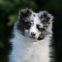 Puzzle - Blue merle and white female Shetland Sheepdog puppy in Howel, Michigan from Allison Gilbert